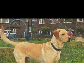 Labrador Retriever dogs - Advert 25