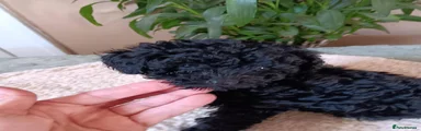 Cavapoo 3