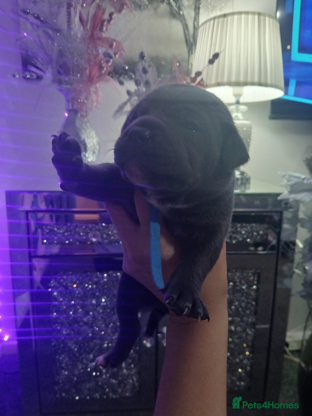 Staffordshire Bull Terrier dogs for sale: Staffordshire bull terriers puppy's  - Advert 21