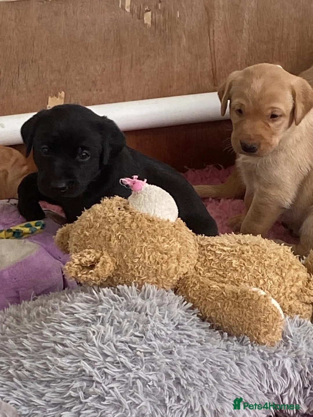 Labrador Retriever dogs for sale: Top Quality labrador Puppies - Advert 8
