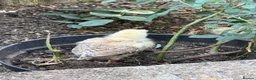 Mixed Breed poultry for sale: Mixed chicks for sales  - Advert 4