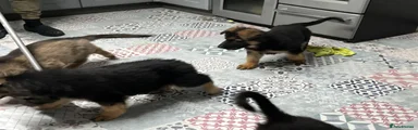 German Shepherd 4