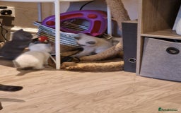 British Shorthair cats for sale: Beutiful British shorthair kittens  - Image 19