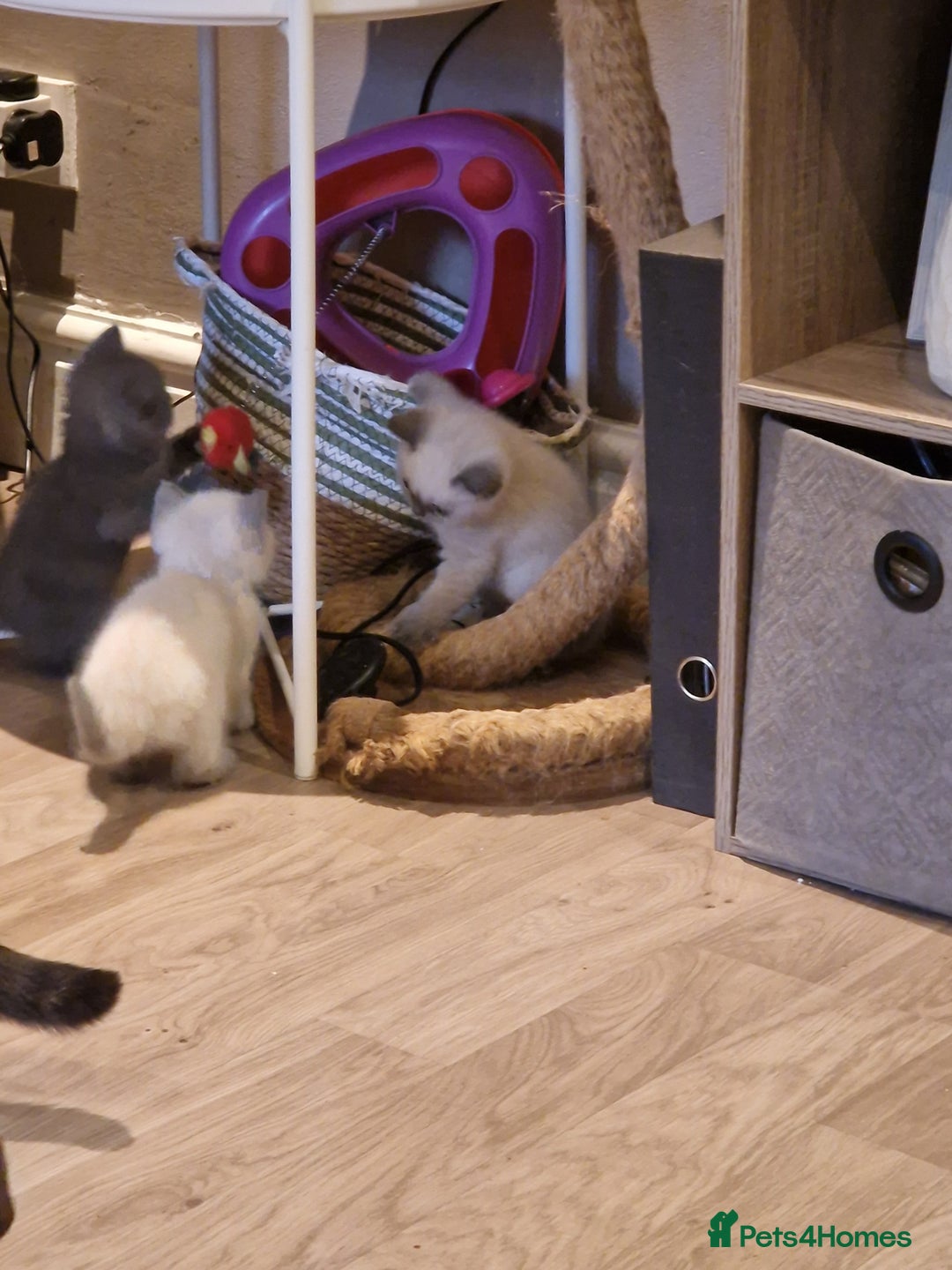 British Shorthair cats for sale: Beutiful British shorthair kittens  - Image 19