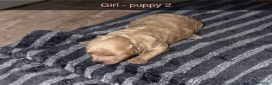 Poochon 2