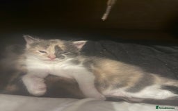 Domestic Shorthair cats for sale: 2 female kittens left for sale  in Bristol - Image 3