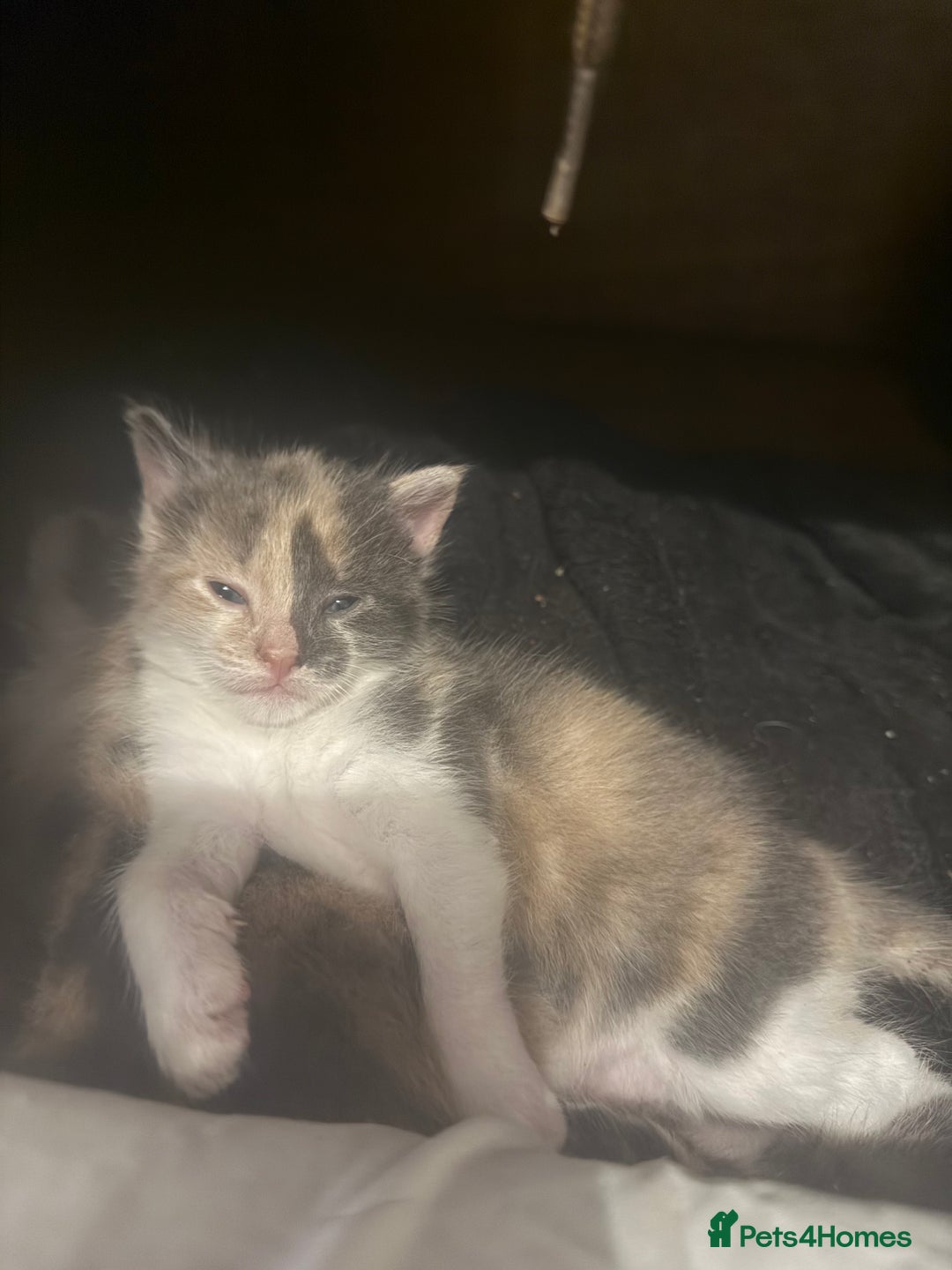 Domestic Shorthair cats for sale: 2 female kittens left for sale  in Bristol - Image 3