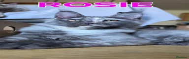 Rosie 