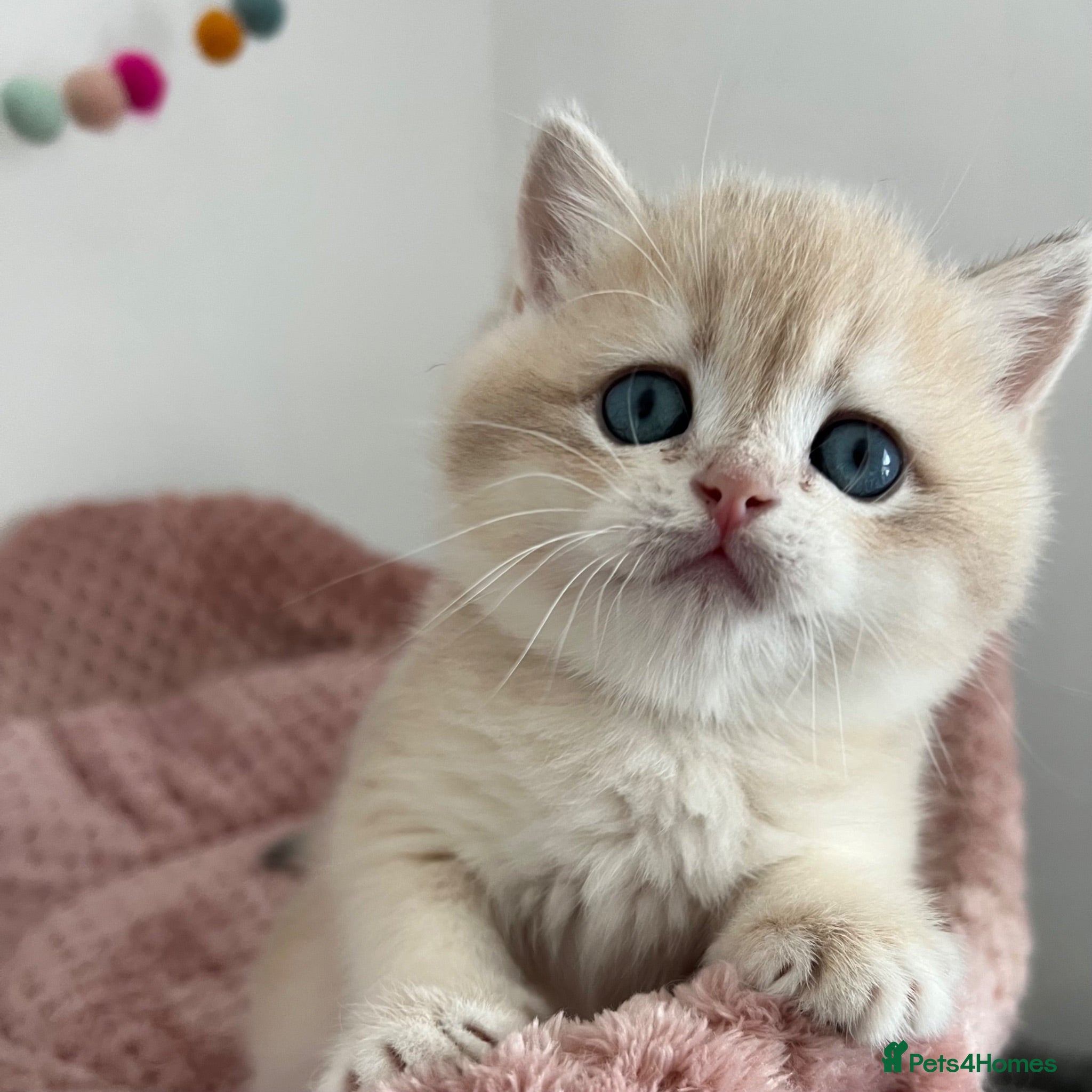 British Shorthair cats Stunning Golden Kittens  - Advert 2