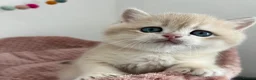 British Shorthair cats for sale: Stunning Golden Kittens  in Chesterfield - Advert 2