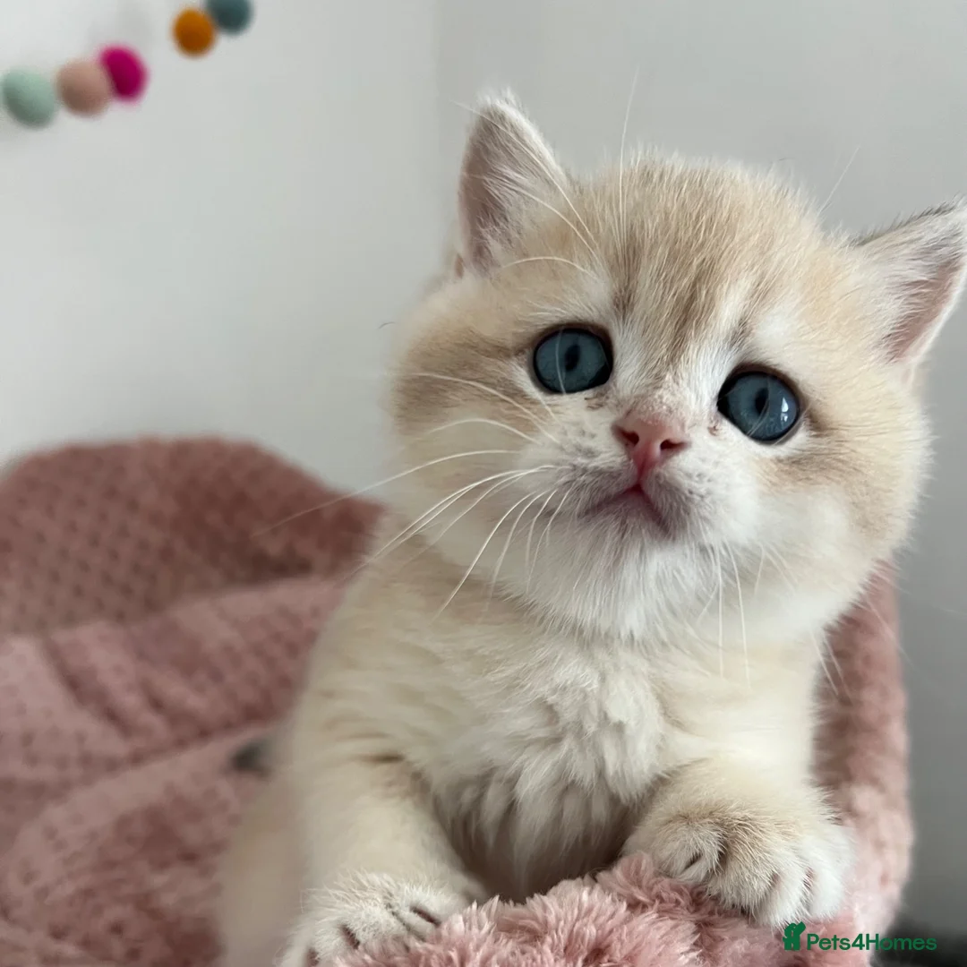 British Shorthair cats for sale: Stunning Golden Kittens  in Chesterfield - Advert 2
