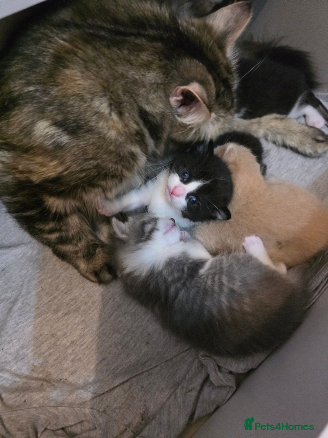 British Longhair cats for sale: Miki  - Advert 5