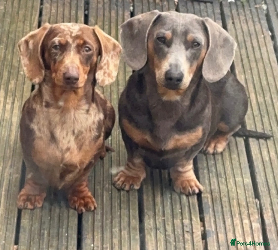 Miniature Dachshund dogs Miniature Dachshund puppies  - Advert 2