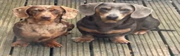 Miniature Dachshund dogs for sale: Miniature Dachshund puppies  - Advert 1