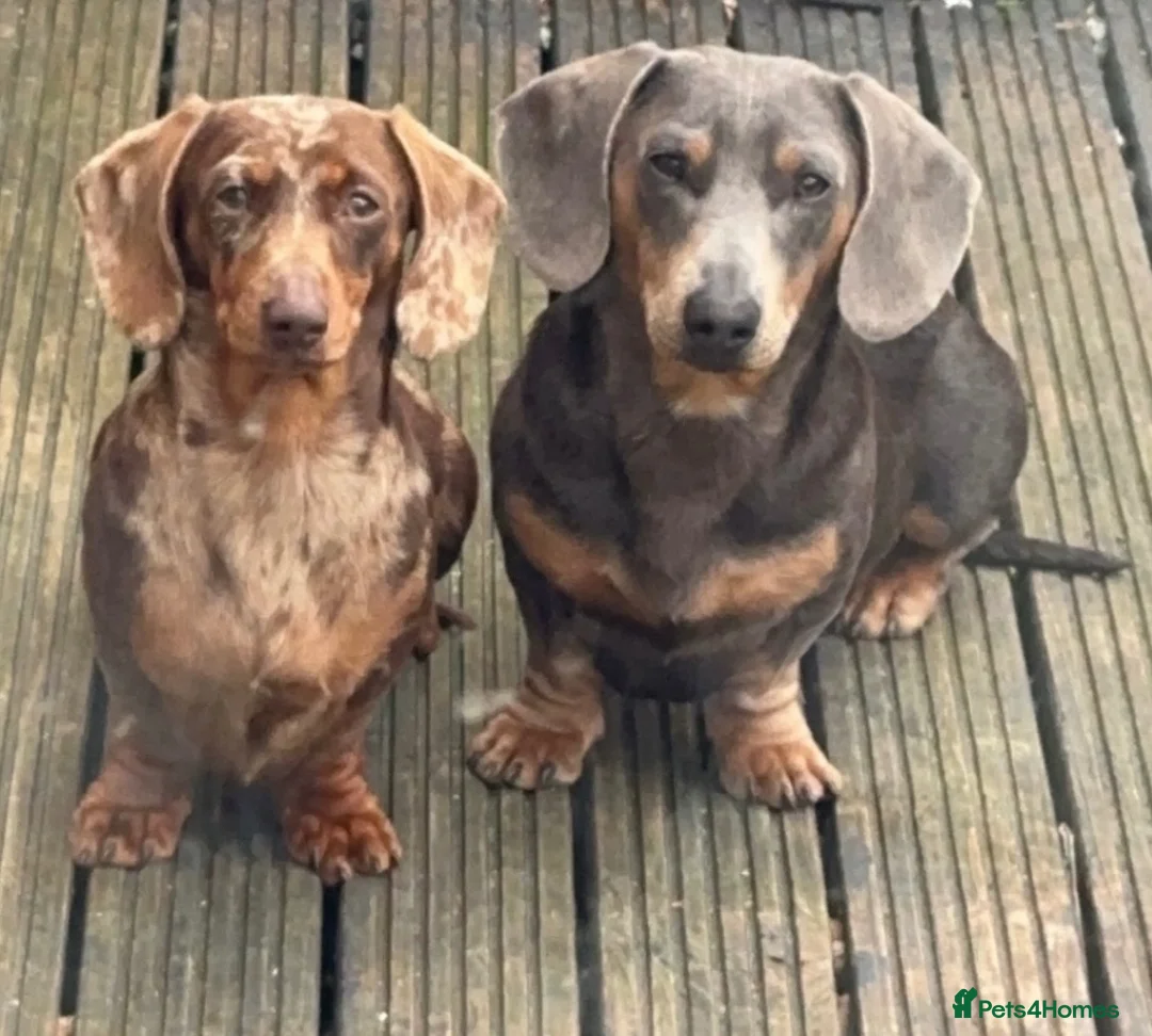 Miniature Dachshund dogs for sale: Miniature Dachshund puppies  - Advert 1