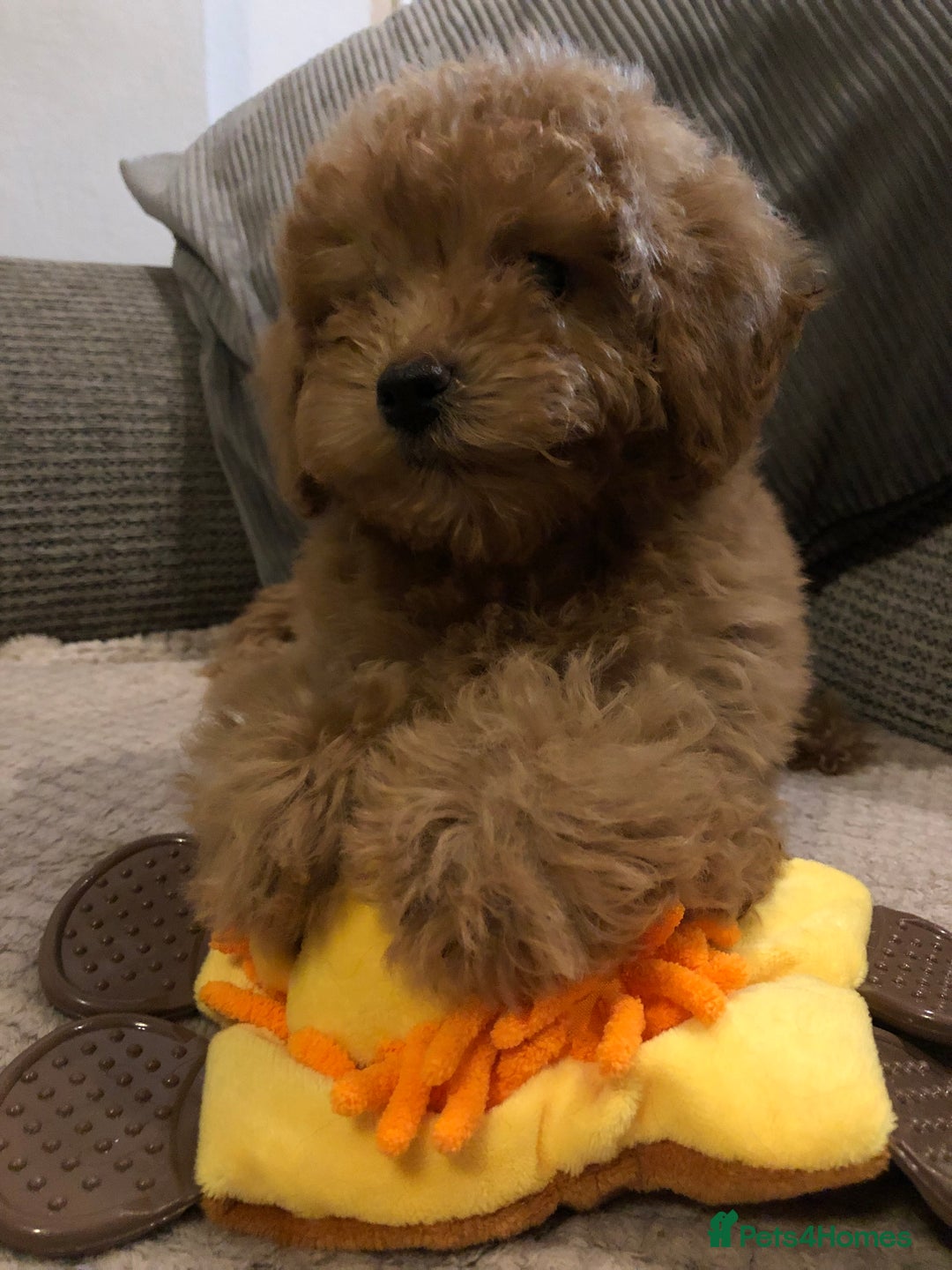 Mixed Breed dogs for sale: shihtzu cross puppies for sale - Advert 13