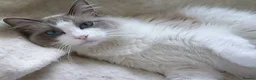 Ragdoll cats for sale: Ragdoll Blue Large Heavy Male Boy Cat - Advert 13