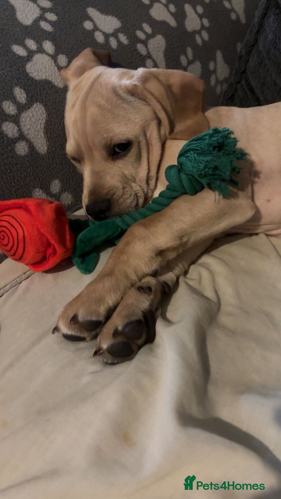 Mixed Breed dogs for sale: Charlie - Image 2