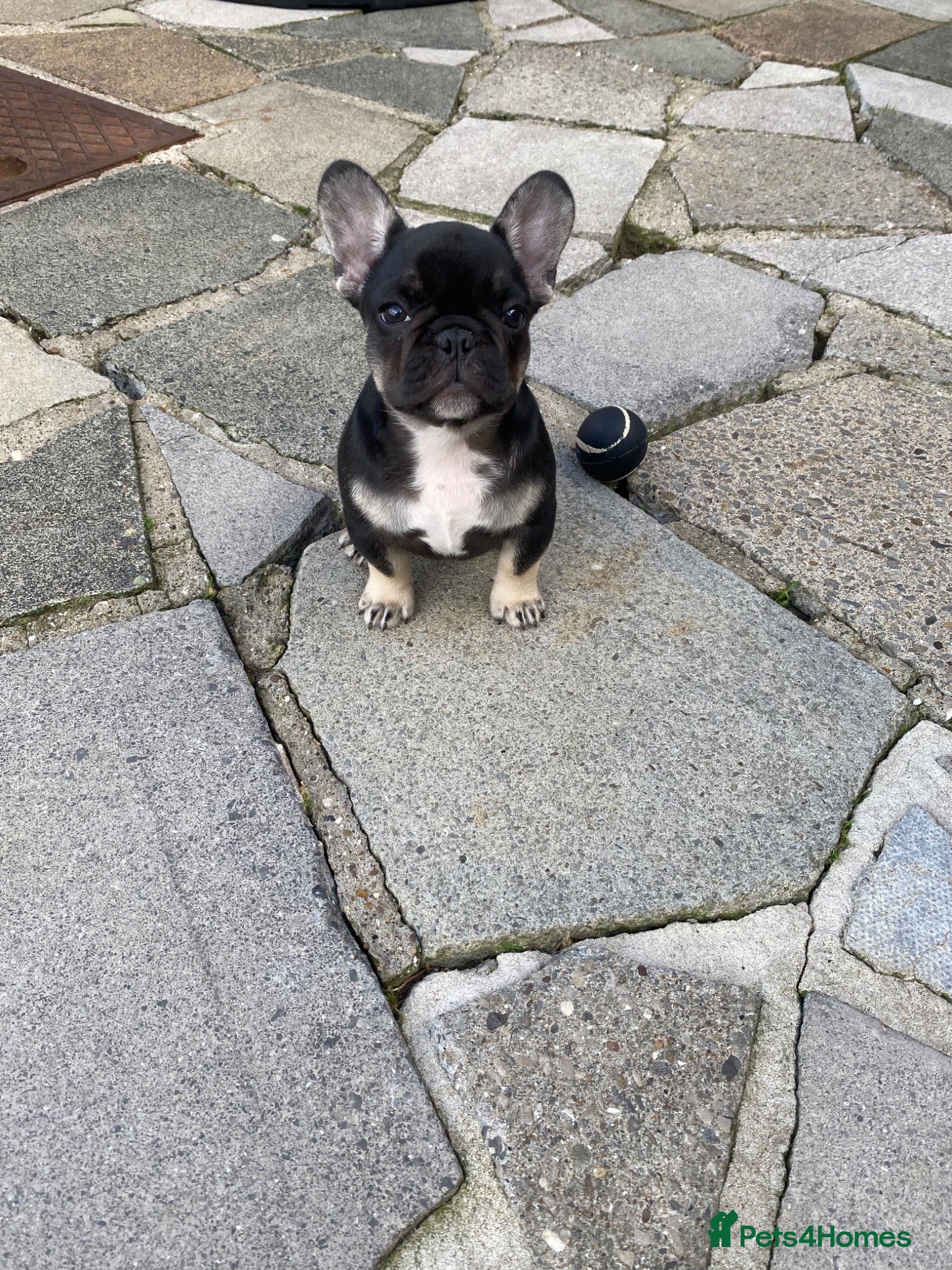 French Bulldog dogs Stunning Black and Tan French Bulldog puppies  - Advert 1