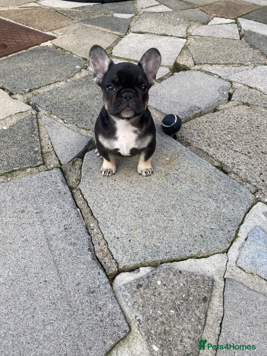 French Bulldog dogs for sale: Stunning Black and Tan French Bulldog puppies  - Advert 1