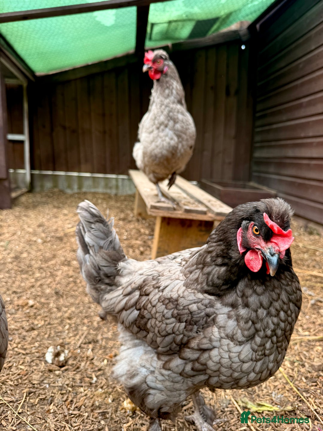Chickens poultry for sale: Three Devon Blue Good Laying Hens - Advert 3