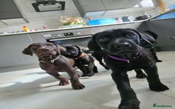 Mixed Breed dogs for sale: Dobermann X Weimaraner Cross Mix Puppies - Image 11