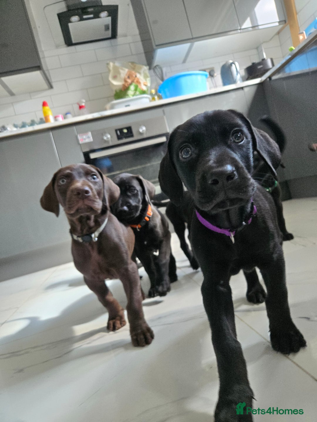 Mixed Breed dogs for sale: Dobermann X Weimaraner Cross Mix Puppies - Image 11