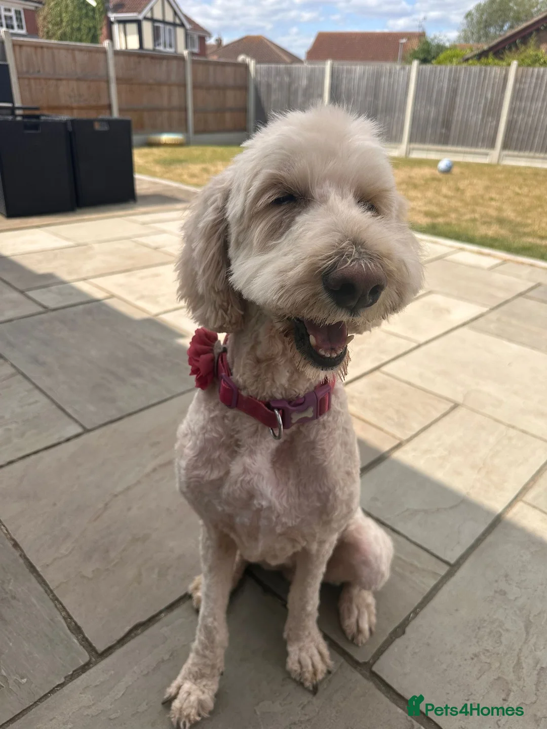 Goldendoodle dogs for sale: Amazing Beautiful Goldendoodle girl - Advert 2