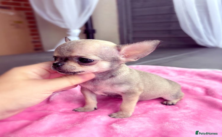 Chihuahua dogs - Advert 7