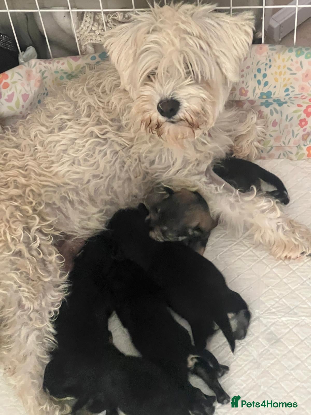 Miniature Schnauzer dogs 🐾Miniature Schnauzer Pups 🐾 - Advert 2