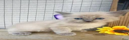 Ragdoll cats for sale: Mink ragdoll kittens full breed - Advert 16