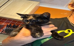 Mixed Breed cats for sale: 2 CUTE TORTOISESHELL GIRLS  - Image 6