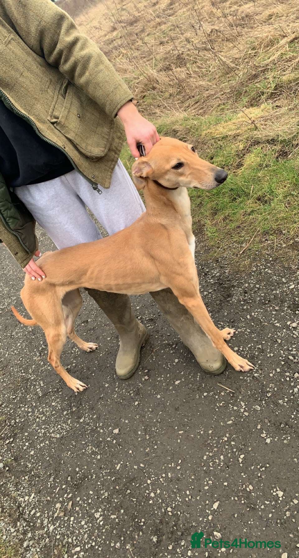 Mixed Breed dogs Saluki grayhound x kc whippet  - Advert 1