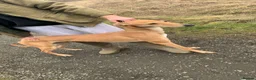 Mixed Breed dogs for sale: Saluki grayhound x kc whippet  - Advert 1
