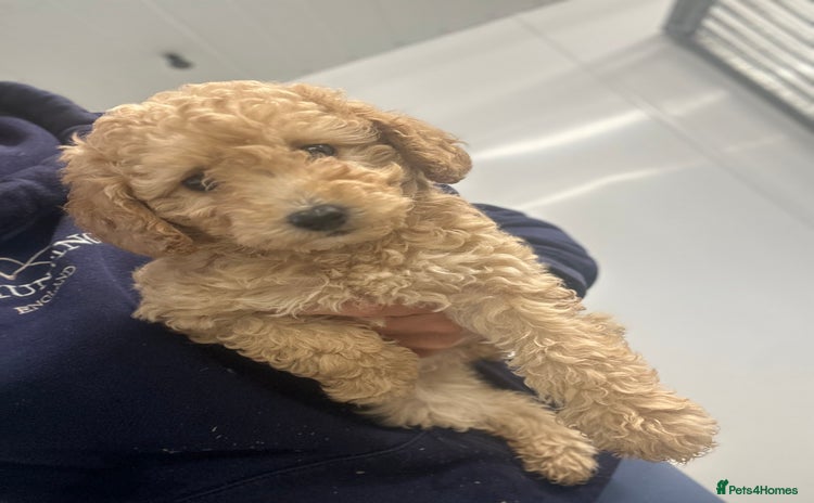 Miniature Poodle dogs - Advert 8