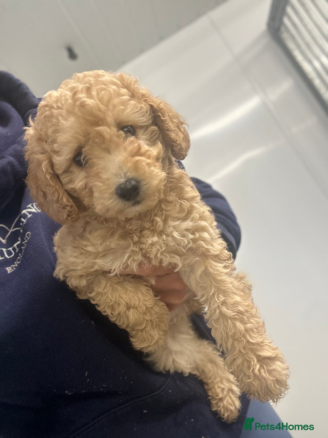 Miniature Poodle dogs for sale: Beautiful red miniature poodles  - Image 1