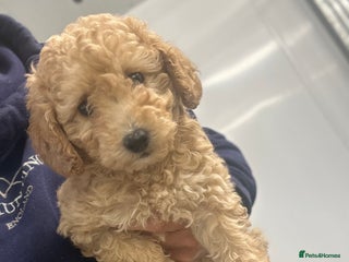 Miniature Poodle dogs - Advert 30