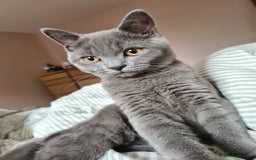 British Shorthair cats for sale: Adorable  british short hair male kitten - Image 1