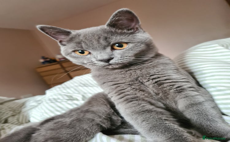 British Shorthair cats - Advert 1