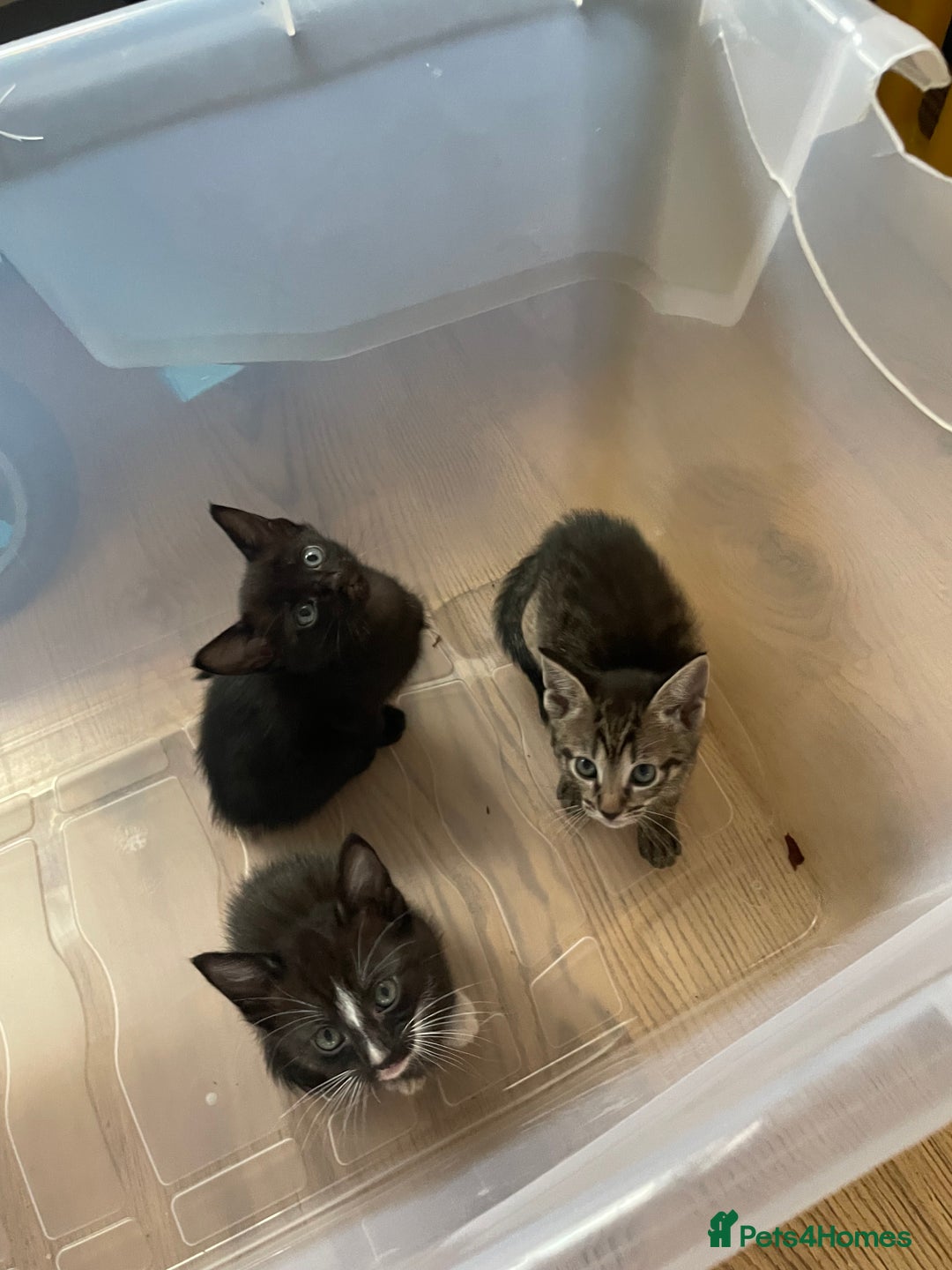 Siamese cats for sale: Siamese mix ragamuffin kittens  - Image 4