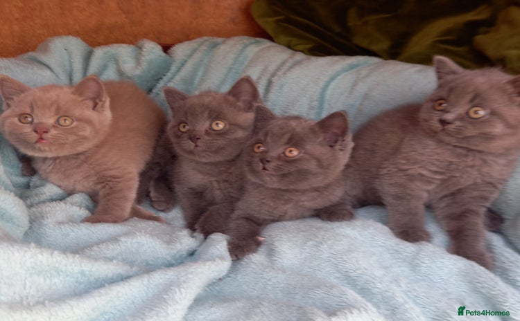 British Shorthair cats - Advert 11