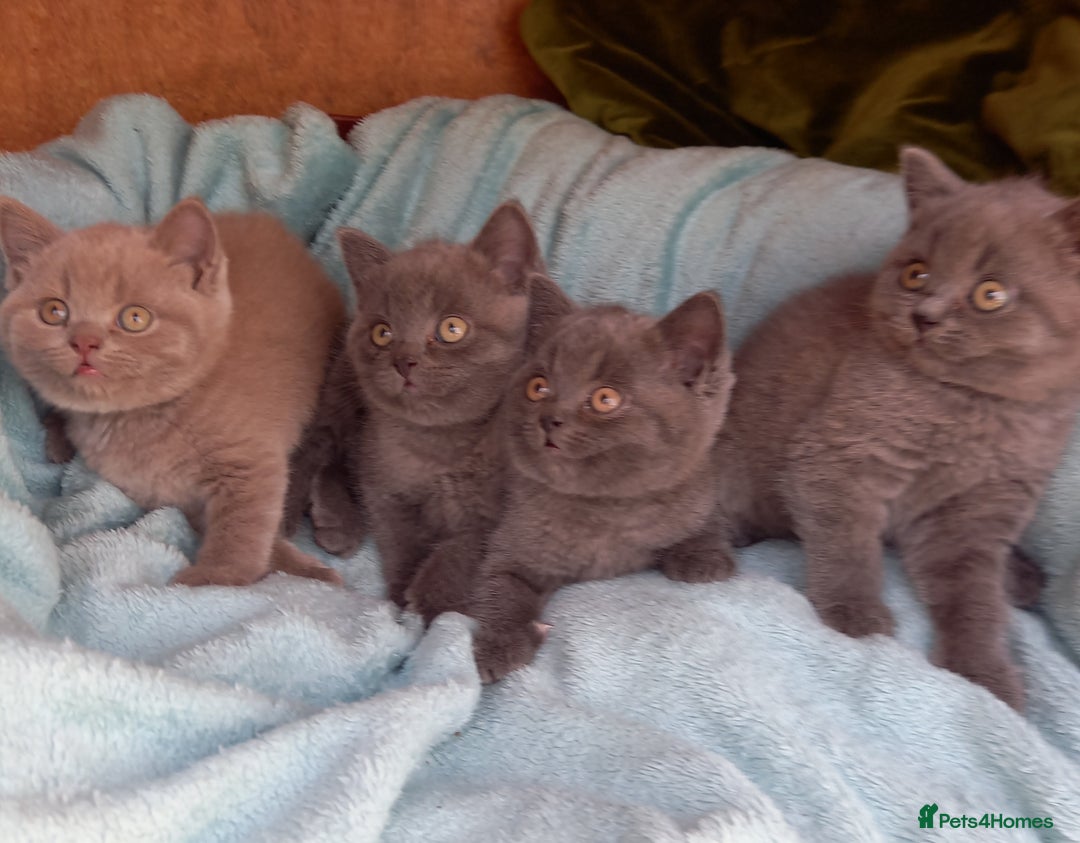 British Shorthair cats for sale: Super GCCF Registered Kittens - Image 3