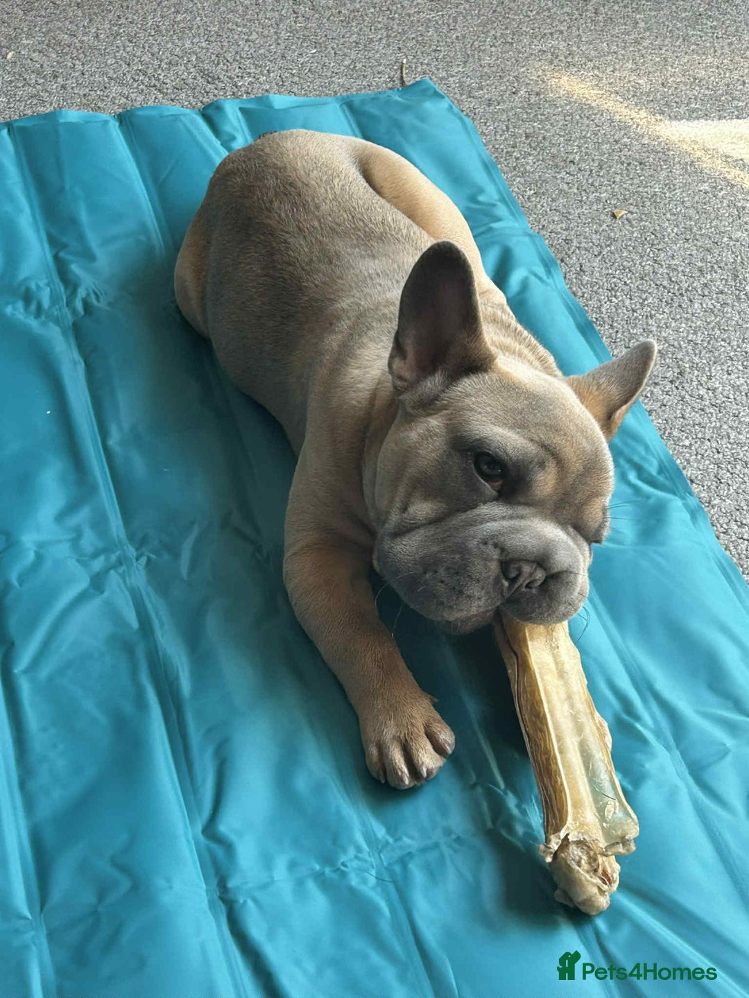 French Bulldog dogs for sale: Big rope Frenchie - Image 5