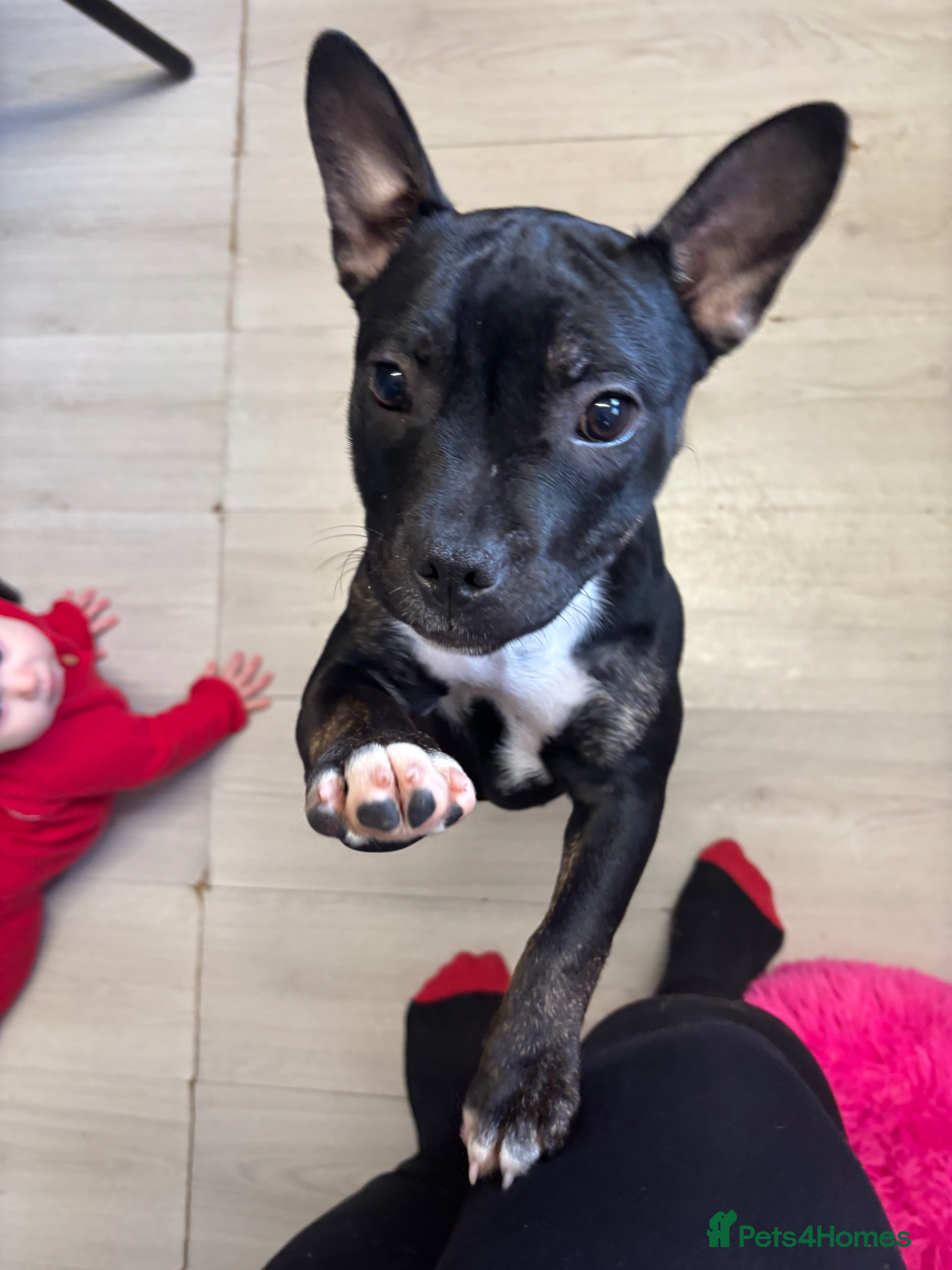 Mixed Breed dogs Frenchie x staffie  - Advert 5