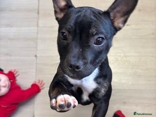 Mixed Breed dogs Frenchie x staffie - Advert 5