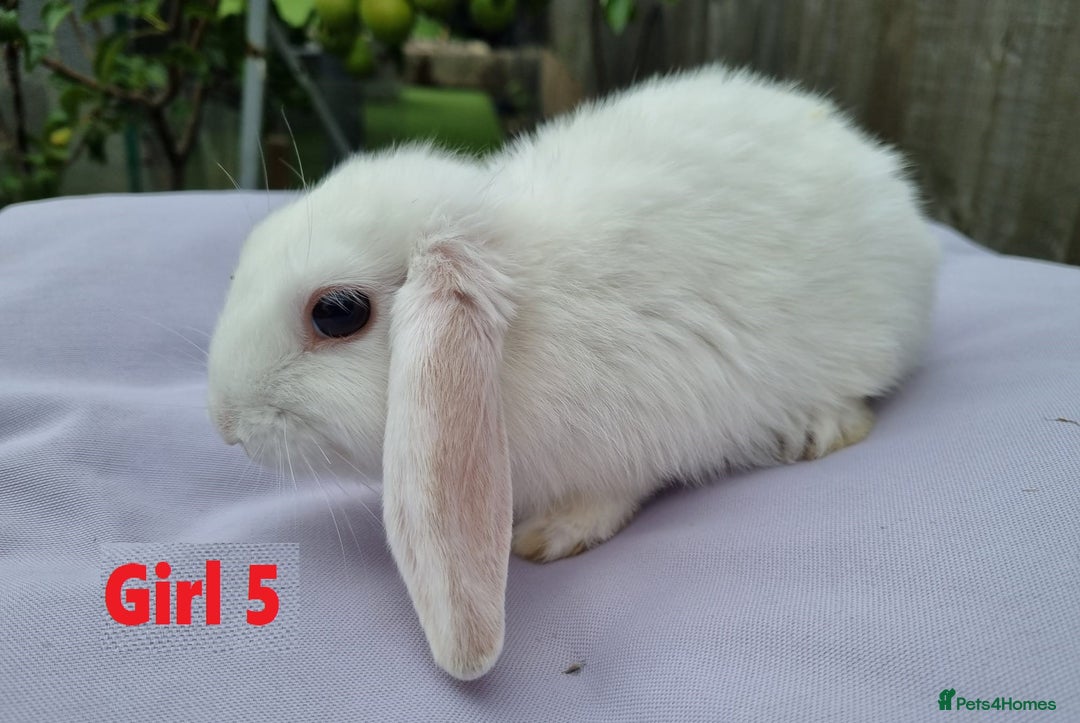 Mini Lop rabbits for sale: Gorgeous Mini Lop X French Bunnies Ready to Go! - Image 20