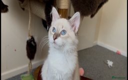 Siberian cats for sale: Siberians with wonderful personalities  - Image 8