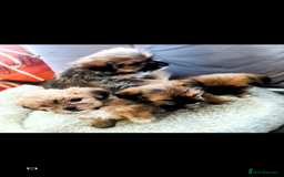 Shorkie dogs for sale: Shorkie puppies for sale - Image 1