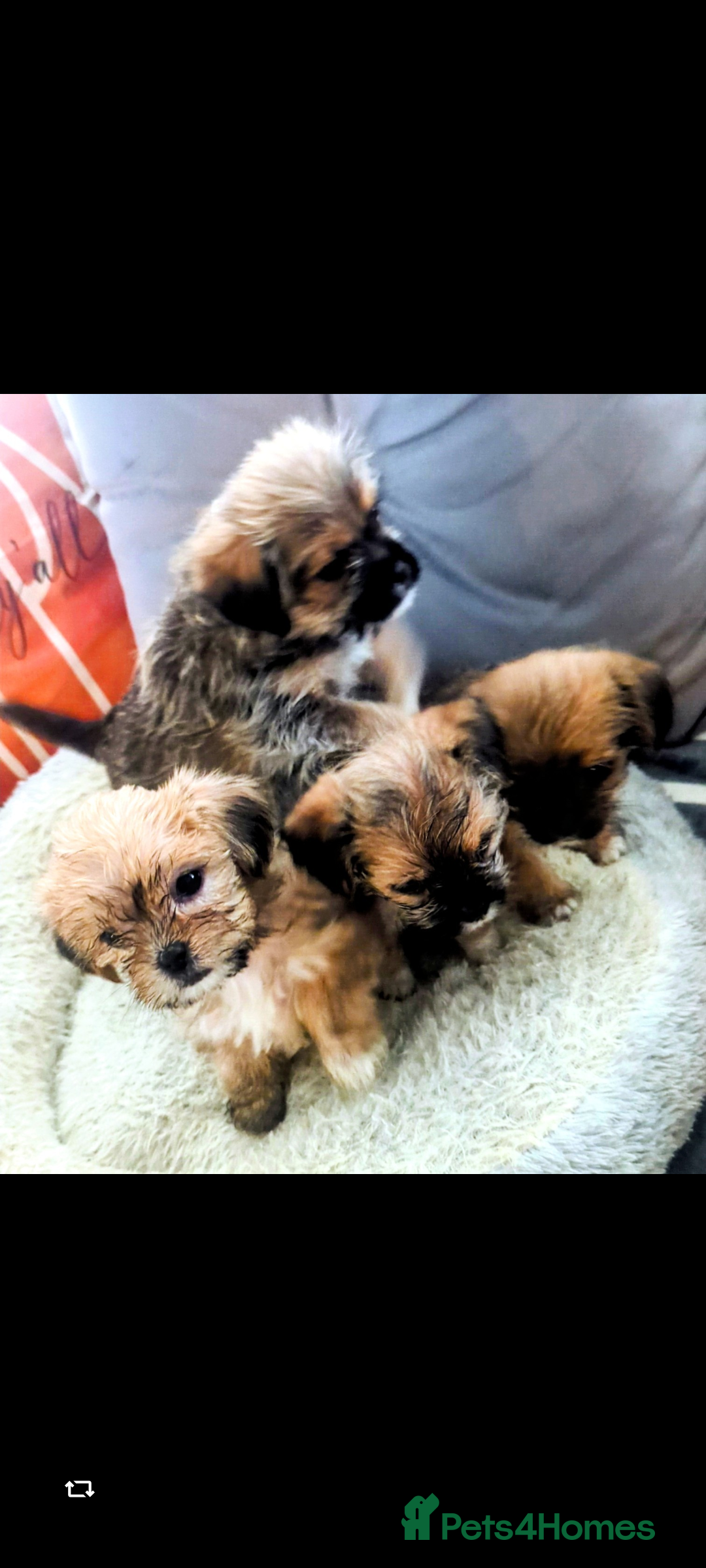 Shorkie dogs for sale: Shorkie puppies for sale - Image 1