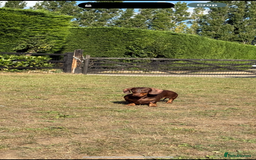 Mixed Breed dogs for sale: 🐾 Gorgeous Doxiepoo Puppies – Ready 07/08! 🐾 - Image 22